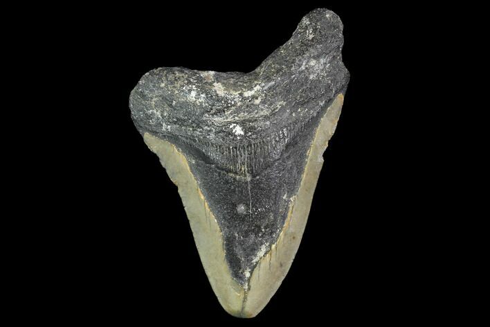 Bargain, Fossil Megalodon Tooth - North Carolina #91639